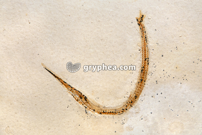 Syngnathe fossile - gryphea.org